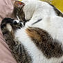 cat, sleeping, curled_up, fur, cushion, pillow, indoor, close_up, white_fur, brown_fur, striped_fur, pink, yellow, pineapple_pattern, resting, cozy, pet, nap, domestic_animal, soft_texture