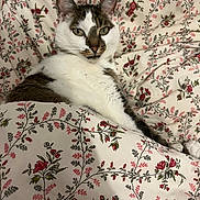Poullout participe au concours pour gagner de l'argent avec cette photo : cat, pet, animal, bed, blanket, floral_pattern, cozy, indoor, resting, white, brown, fur, cute, relaxed, comfort, domestic, sleepy, closeup, soft, home