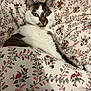 cat, pet, animal, bed, blanket, floral_pattern, cozy, indoor, resting, white, brown, fur, cute, relaxed, comfort, domestic, sleepy, closeup, soft, home