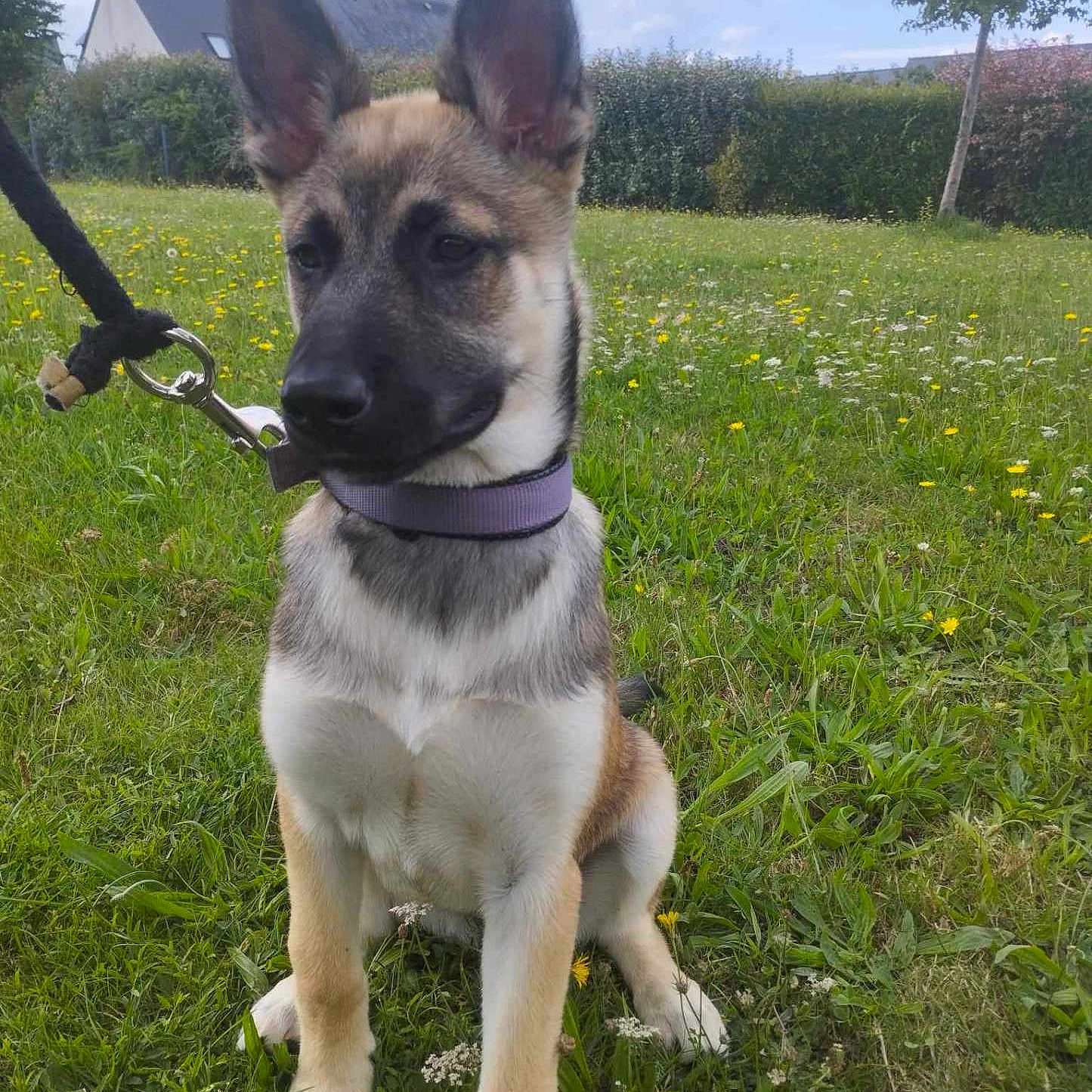 Vera participe au concours pour gagner de l'argent avec cette photo : accessories, animal, canine, dog, field, germanshepherd, grass, grassland, lawn, leash, nature, outdoors, pet, plant, policedog, puppy, strap, tree, vegetation, yard