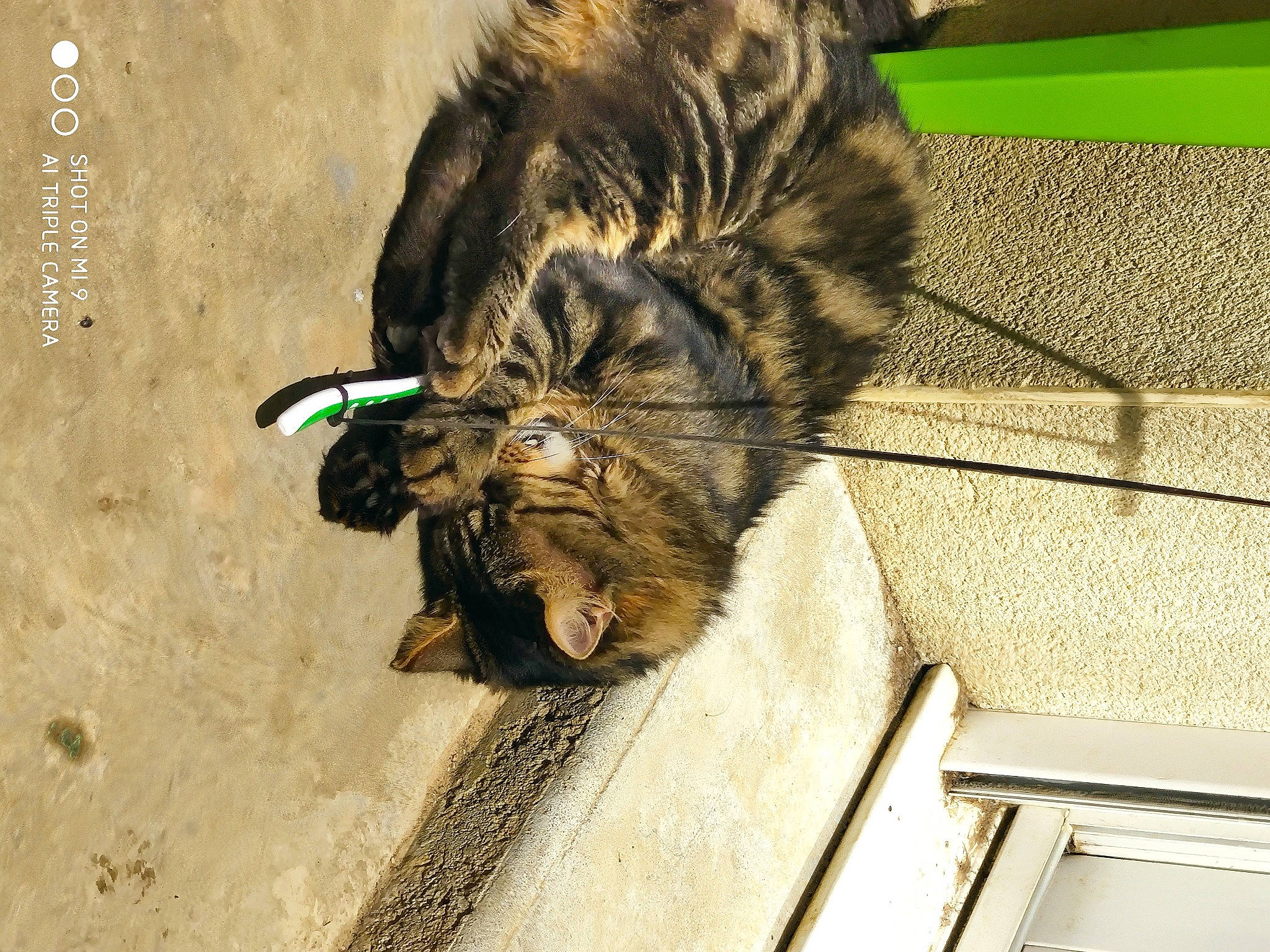 Sumba participe au concours pour gagner de l'argent avec cette photo : carnivore, cat, domestic_long_haired_cat, domestic_short_haired_cat, dragon_li, european_shorthair, felidae, fur, kitten, maine_coon, norwegian_forest_cat, organism, small_to_medium_sized_cats, tabby_cat, tail, toyger, whiskers, wild_cat