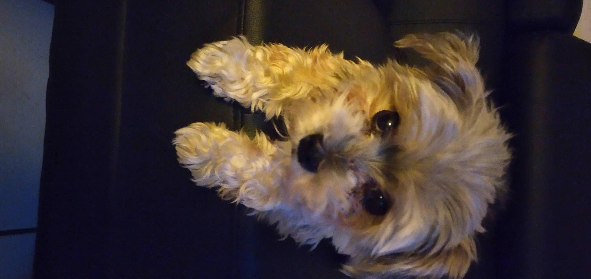 Sir Prince is registered to the contest to win money with this photo: bolonka, canidae, carnivore, companion_dog, dog, dog_breed, dutch_smoushond, havanese, maltepoo, maltese, mammal, morkie, puppy, schnoodle, shih_tzu, snout, sporting_lucas_terrier, terrier, toy_dog, yorkshire_terrier