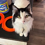 Joker is registered to the contest to win money with this photo: cat, black_and_white, pet, indoor, table, flooring, dog, person, pajamas, household_items, bottle, orange_rings, curious, green_eyes, fur, looking_up, close_up, domestic, cozy, animal