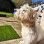 Rouky a rejoint le concours — aidez-le/la à gagner de superbes lots ! dog, white_dog, fluffy, outdoor, sunlight, garden, grass, blue_sky, pet, canine, sunny_day, fence, side_view, relaxing, animal, nature, paw, fur, daytime, peaceful