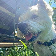 Rouky a rejoint le concours — aidez-le/la à gagner de superbes lots ! dog, white_dog, grass, sunlight, outdoor, sun_rays, panting, collar, nature, greenery, daylight, pet, animal, canine, close_up, summer, happy, tongue, fur, sky