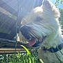 dog, white_dog, grass, sunlight, outdoor, sun_rays, panting, collar, nature, greenery, daylight, pet, animal, canine, close_up, summer, happy, tongue, fur, sky