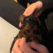 Moose joined the competition — help win amazing prizes! puppy, dog, pet, cute, happy, hands, playing, indoor, black, brown, fur, small, animal, joy, expression, closeup, cuddle, friendship, domestic, adorable