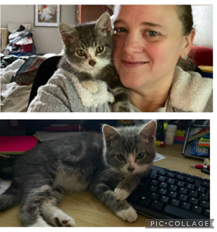 Little Miss is registered to the contest to win money with this photo: art, carnivore, cat, collage, computer_keyboard, domestic_short_haired_cat, ear, eyelash, felidae, fur, happy, paw, photo_caption, photograph, photography, selfie, small_to_medium_sized_cats, smile, snapshot, whiskers