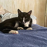 Sylvester is registered to the contest to win money with this photo: cat, black_and_white, pet, indoor, feline, resting, blanket, couch, cozy, relaxed, animal, whiskers, paws, ears, fur, home, pillows, sleepy, laying_down, comfortable