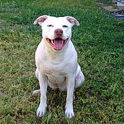 Doja joined the competition — help win amazing prizes! dog, white_dog, smiling, happy, sitting, grass, outdoor, pet, animal, canine, nature, greenery, tongue_out, ears, muzzle, friendly, playful, sunlight, daytime, cute