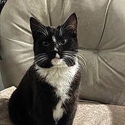 Delilah joined the competition — help win amazing prizes! cat, tuxedo_cat, black_and_white, whiskers, sitting, chair, cushion, indoor, pet, animal, feline, fur, cute, calm, looking, portrait, closeup, domestic_animal, furniture, relaxed