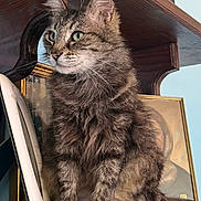 Felix is registered to the contest to win money with this photo: cat, tabby, fluffy, indoor, wooden_shelf, portrait, painting, animal, pet, feline, whiskers, ears, paws, fur, sitting, looking_away, calm, cozy, vintage, decor