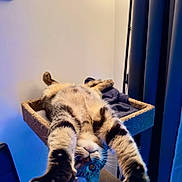 Wasabi a rejoint le concours — aidez-le/la à gagner de superbes lots ! abyssinian, animal, architecture, armchair, bodypart, building, cat, chair, couch, finger, furniture, hand, indoors, kitten, livingroom, manx, pet, room, siamese, wood