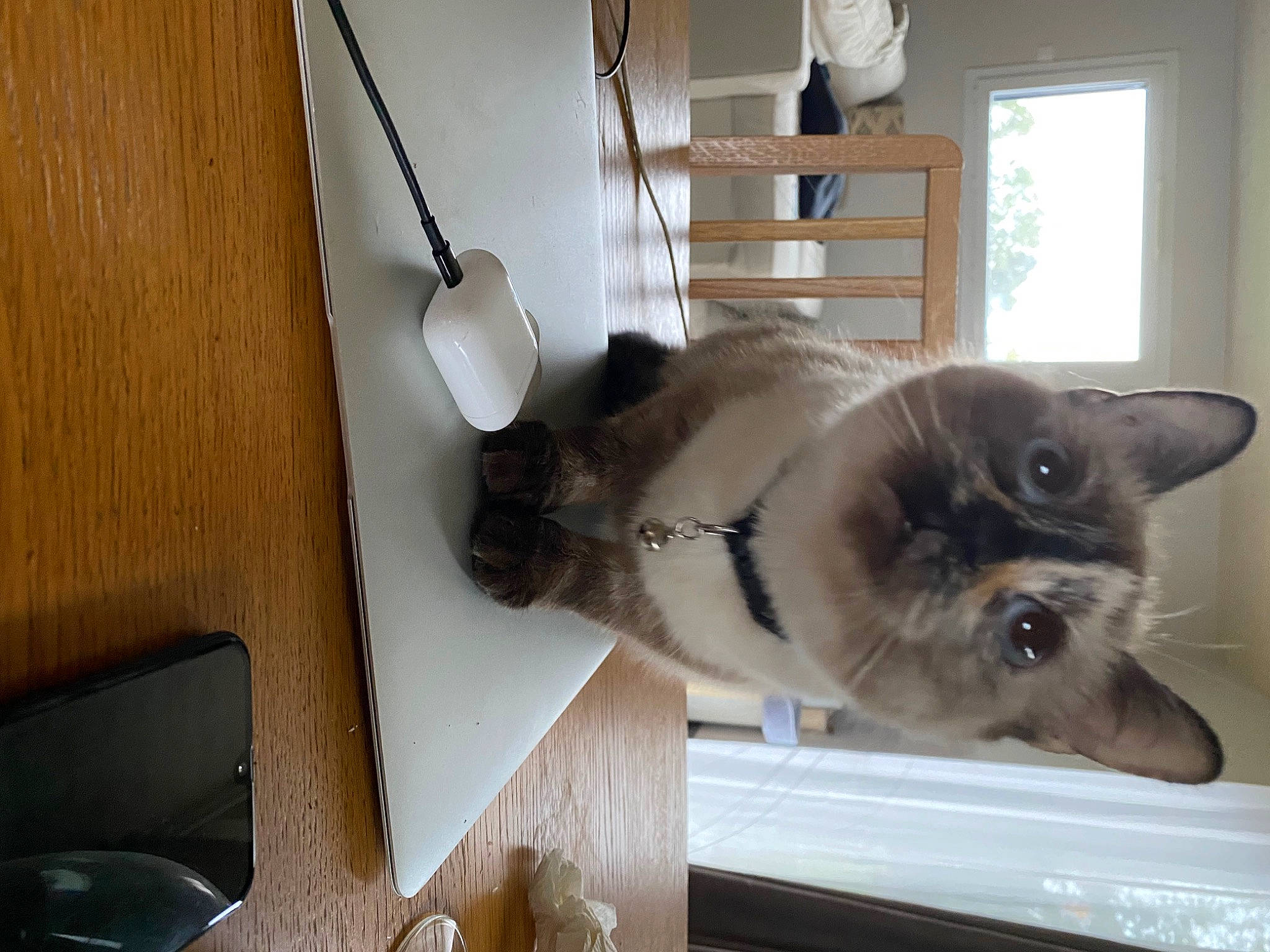 Nugget a rejoint le concours — aidez-le/la à gagner de superbes lots ! balinese, carnivore, cat, domestic_short_haired_cat, fawn, felidae, floor, flooring, fur, hardwood, room, siamese, small_to_medium_sized_cats, snout, tail, thai, tonkinese, whiskers, window, wood