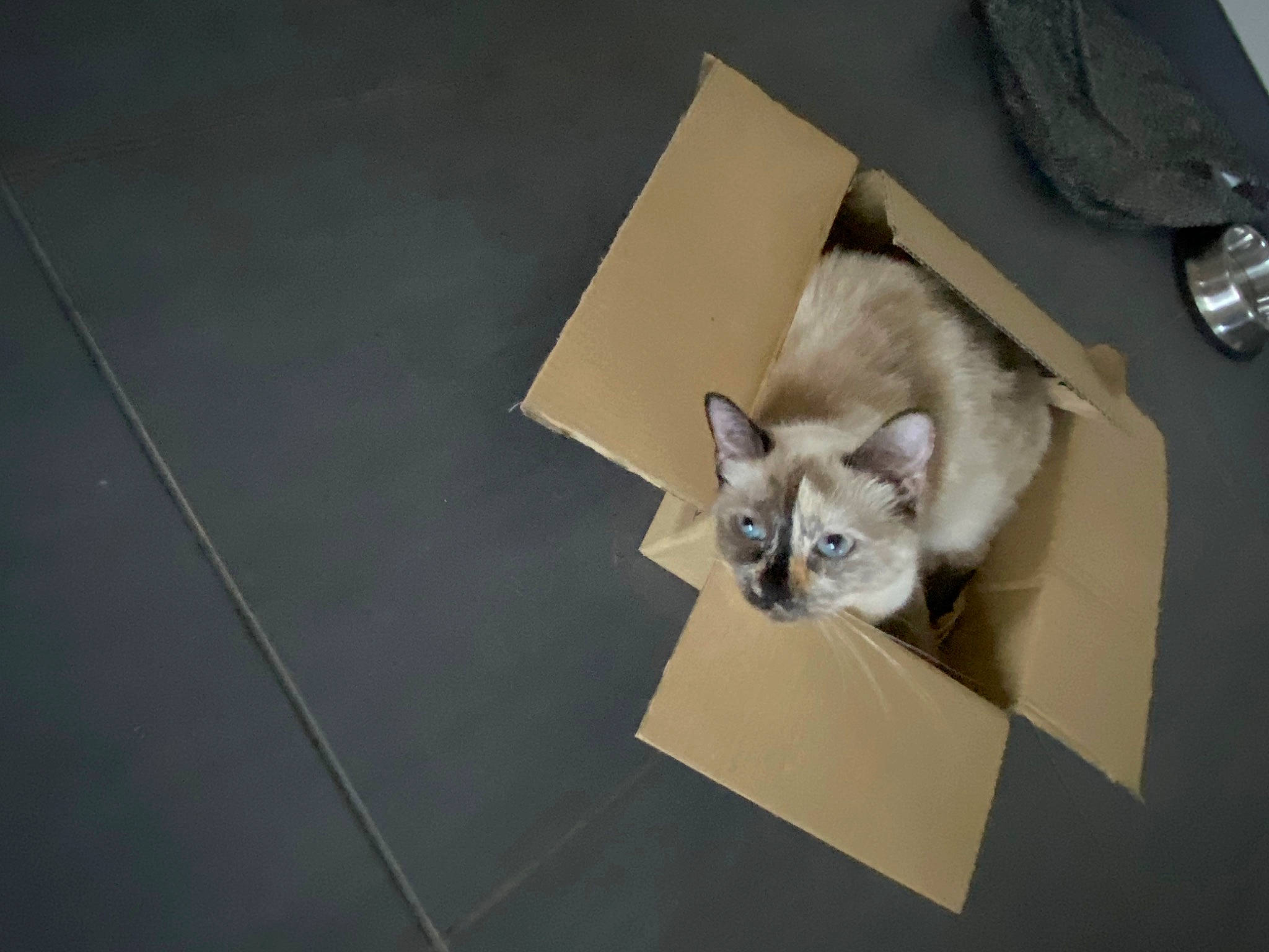 Nugget a rejoint le concours — aidez-le/la à gagner de superbes lots ! canidae, carnivore, cat, domestic_short_haired_cat, fawn, felidae, flooring, fur, grey, kitchen_utensil, musical_instrument, paw, photo_caption, siamese, small_to_medium_sized_cats, snout, tableware, tail, whiskers, wood