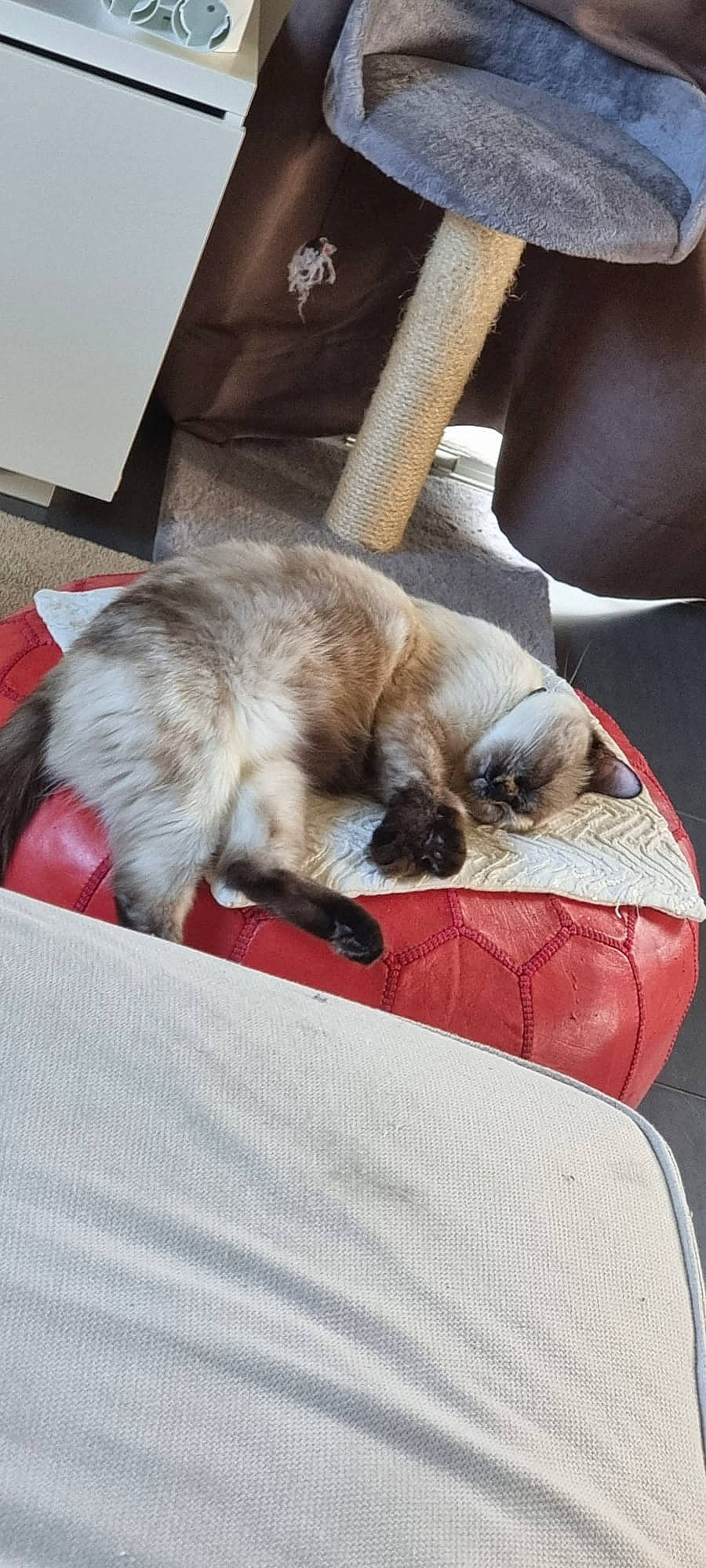 Nugget a rejoint le concours — aidez-le/la à gagner de superbes lots ! canidae, carnivore, cat, claw, comfort, companion_dog, dog_breed, domestic_short_haired_cat, fawn, felidae, fur, linens, nap, siamese, small_to_medium_sized_cats, snout, sporting_group, tail, thai, whiskers