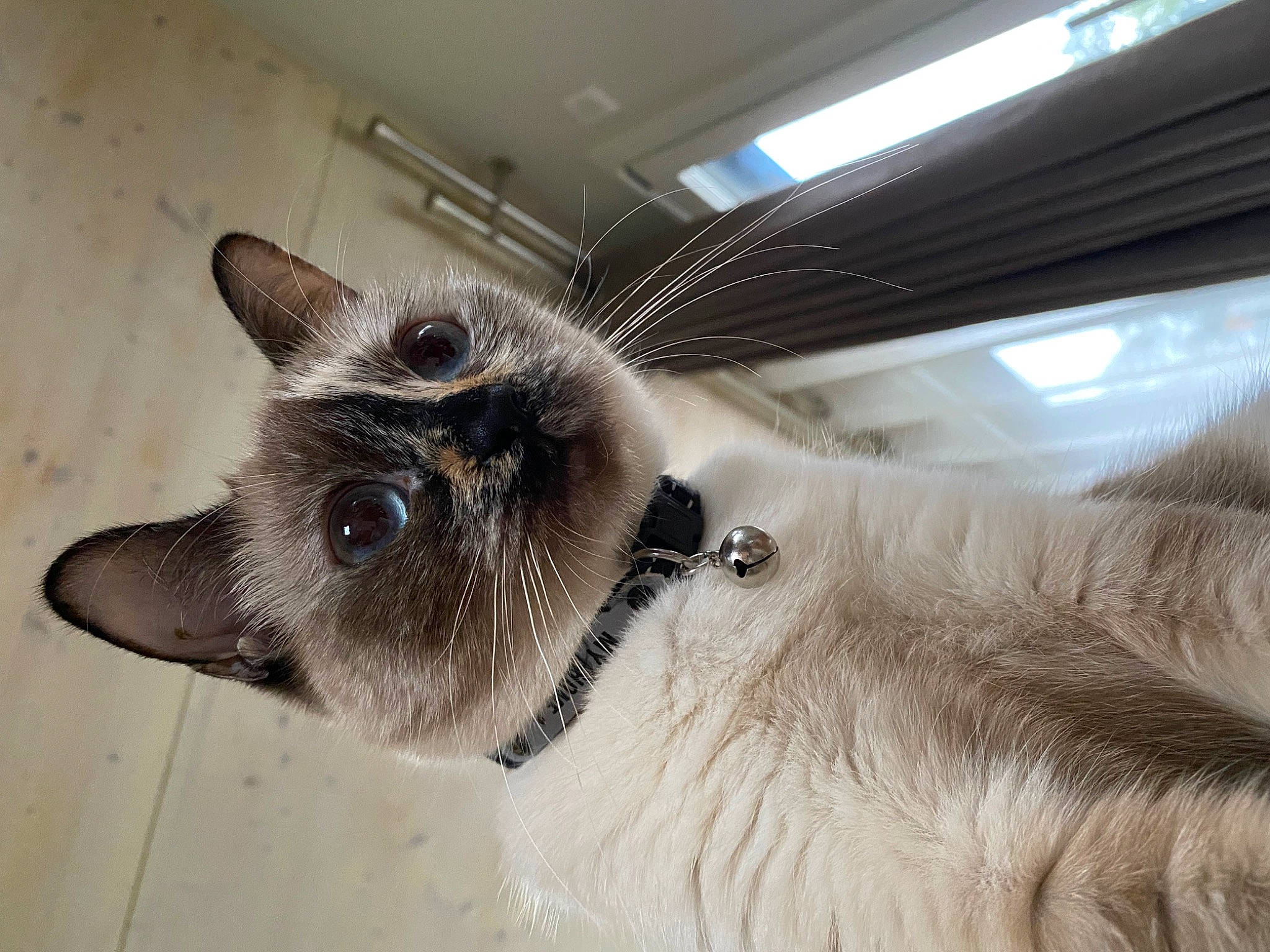 Nugget a rejoint le concours — aidez-le/la à gagner de superbes lots ! balinese, birman, carnivore, cat, domestic_short_haired_cat, felidae, fur, metal, paw, pet_supply, siamese, small_to_medium_sized_cats, snout, tail, thai, tonkinese, whiskers, working_animal