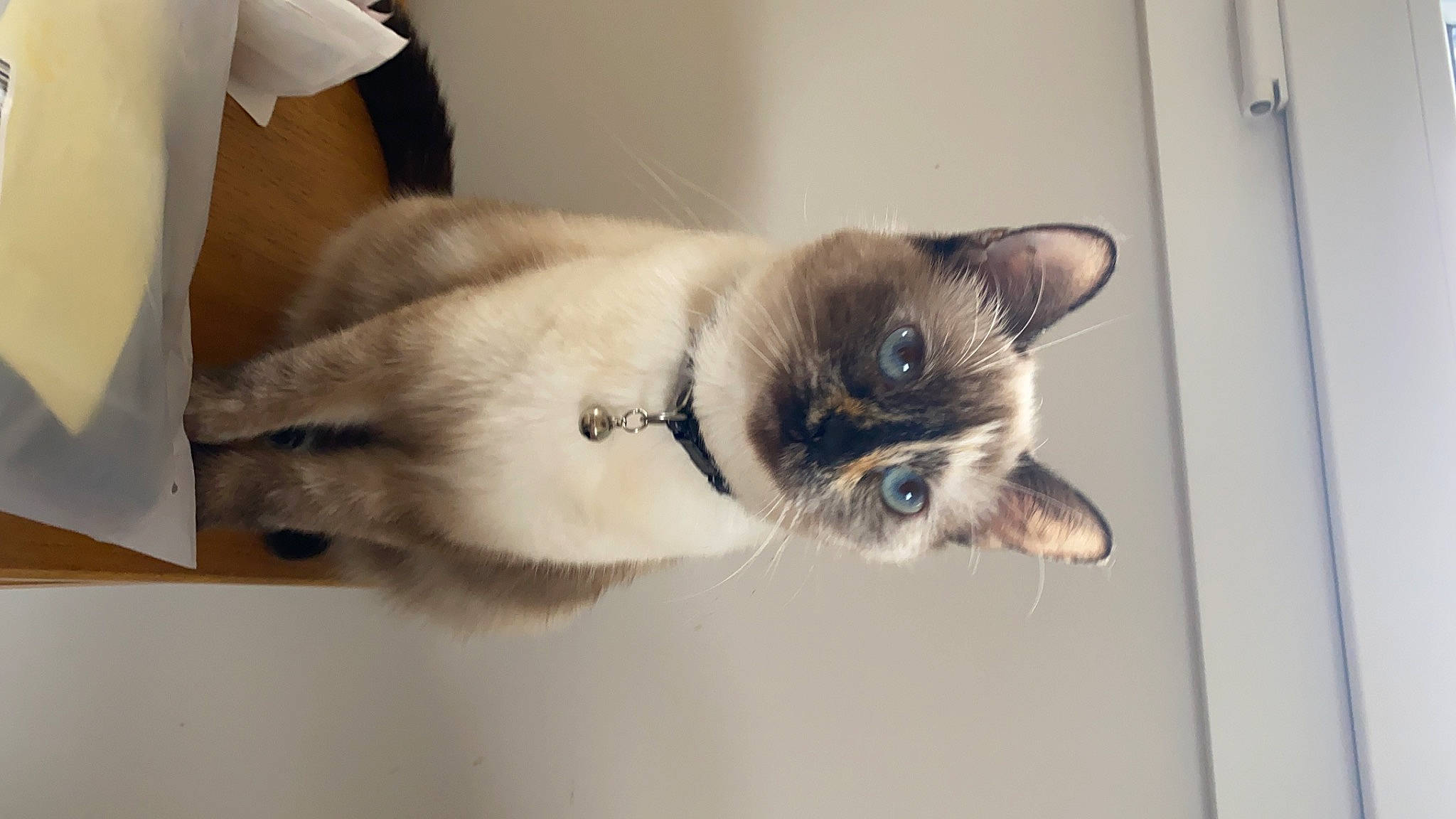 Nugget a rejoint le concours — aidez-le/la à gagner de superbes lots ! balinese, carnivore, cat, collar, domestic_short_haired_cat, fawn, felidae, fur, pet_supply, siamese, small_to_medium_sized_cats, snout, tail, thai, whiskers