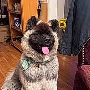 Xayah joined the competition — help win amazing prizes! dog, fluffy, indoor, tongue_out, scarf, wooden_floor, bookshelf, sunflower, jacket, chair, pet, happy, sitting, fur, domestic_animal, room, decoration, accessory, portrait, canine