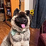 dog, fluffy, indoor, tongue_out, scarf, wooden_floor, bookshelf, sunflower, jacket, chair, pet, happy, sitting, fur, domestic_animal, room, decoration, accessory, portrait, canine