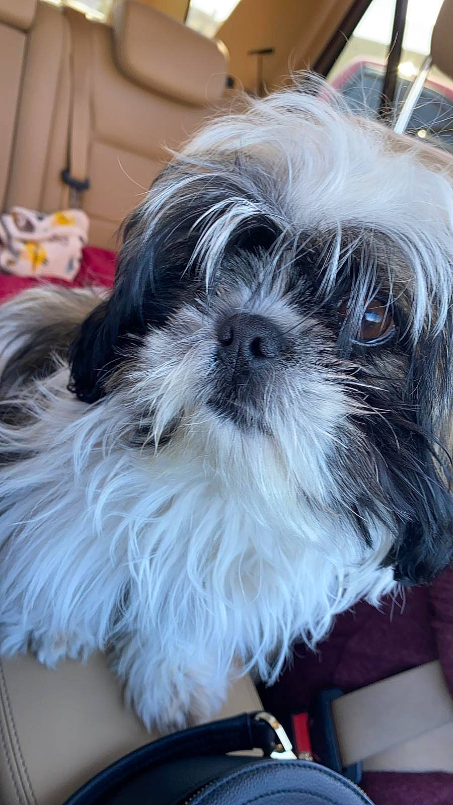 Ramsey is registered to the contest to win money with this photo: canidae, carnivore, companion_dog, dog, dog_breed, dog_supply, fur, liver, maltepoo, puppy_love, shih_poo, shih_tzu, small_terrier, snout, sporting_group, terrestrial_animal, terrier, toy_dog, whiskers, working_animal