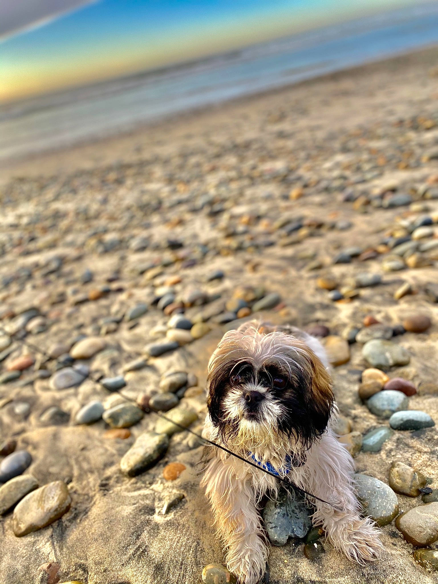 Ramsey joined the competition — help win amazing prizes! beach, canidae, carnivore, companion_dog, dog, dog_breed, grass, horizon, liver, ocean, sky, small_terrier, snout, soil, sporting_group, terrestrial_animal, terrier, toy_dog, water, wood