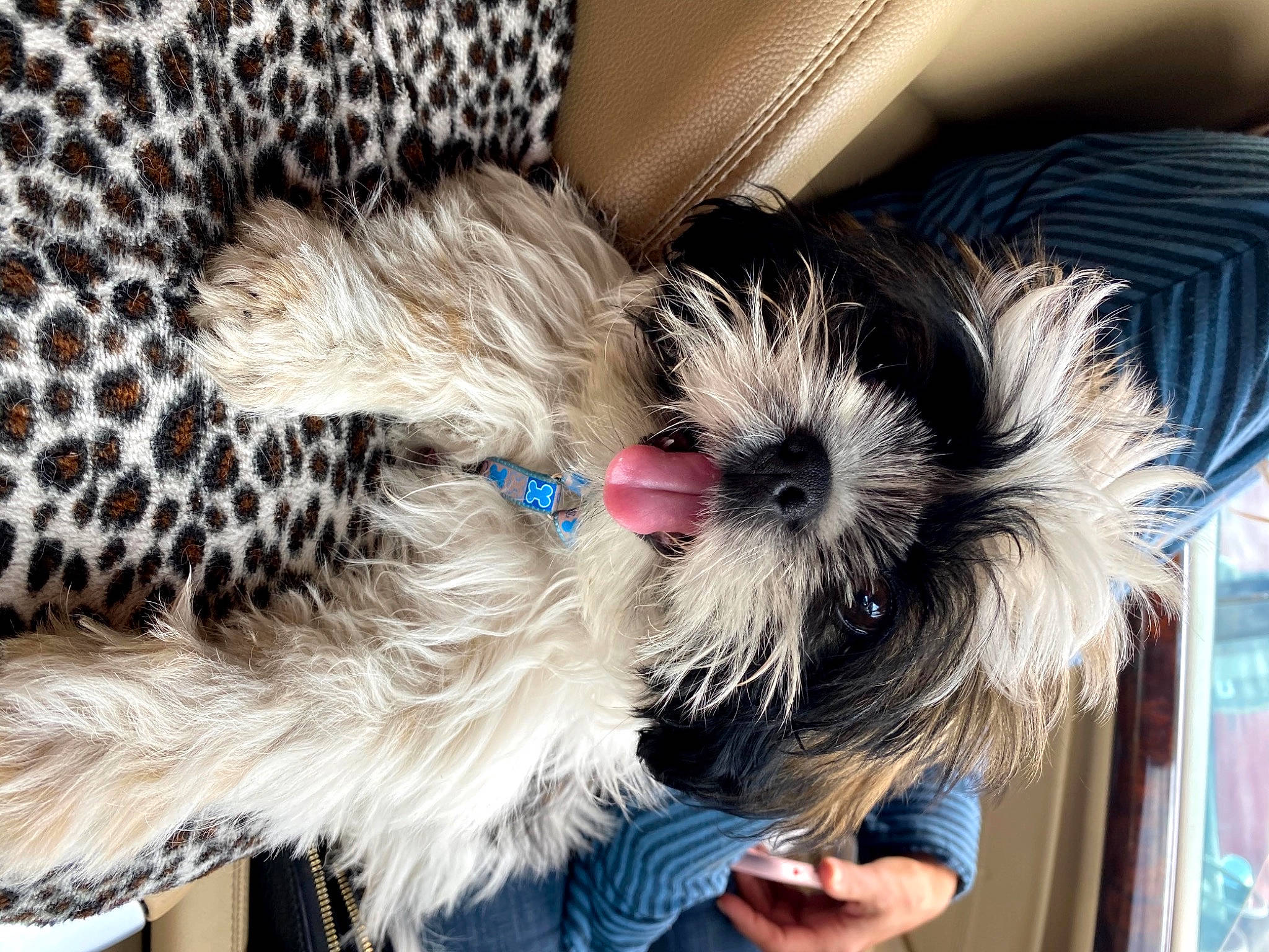 Ramsey is registered to the contest to win money with this photo: blue, canidae, carnivore, collar, companion_dog, dog, dog_breed, dog_clothes, dog_collar, dog_supply, electric_blue, fawn, felidae, small_terrier, small_to_medium_sized_cats, snout, sporting_group, terrier, toy_dog, whiskers