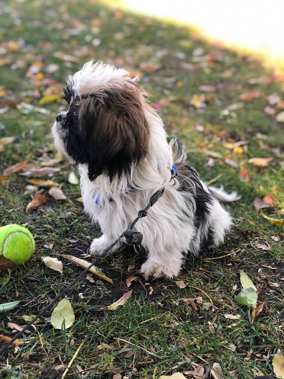 Ramsey is registered to the contest to win money with this photo: biewer_terrier, canidae, carnivore, companion_dog, dog, dog_breed, dog_supply, fur, grass, liver, mal_shi, plant, shih_poo, shih_tzu, small_terrier, soil, sporting_group, tail, terrier, toy_dog