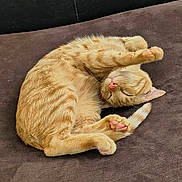 Simba is registered to the contest to win money with this photo: cat, ginger_cat, sleeping, curled_up, paw_pads, feline, pet, domestic_cat, resting, cozy, fur, whiskers, relaxed, cute, animal, tabby, indoor, couch, brown, soft_surface