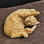 cat, ginger_cat, sleeping, curled_up, paw_pads, feline, pet, domestic_cat, resting, cozy, fur, whiskers, relaxed, cute, animal, tabby, indoor, couch, brown, soft_surface