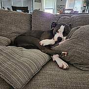 Bella is registered to the contest to win money with this photo: dog, sleeping, couch, pillows, living_room, indoor, pet, resting, cozy, gray, blanket, furniture, canine, relaxed, home, comfort, sunlight, window_blinds, modern, decor