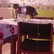 Arielle participe au concours pour gagner de l'argent avec cette photo : cat, tabby_cat, table, chair, water_bottle, glass_mug, tablecloth, indoor, wallpaper, leaf_pattern, kitchen, pet, curious, furniture, floral, domestic, animal, home, brown, pink