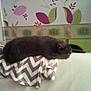 animal, blanket, cat, couch, cozy, decor, feline, furniture, gray, home, indoor, leaf, pattern, pet, relaxing, resting, sleeping, soft, wallpaper, zigzag