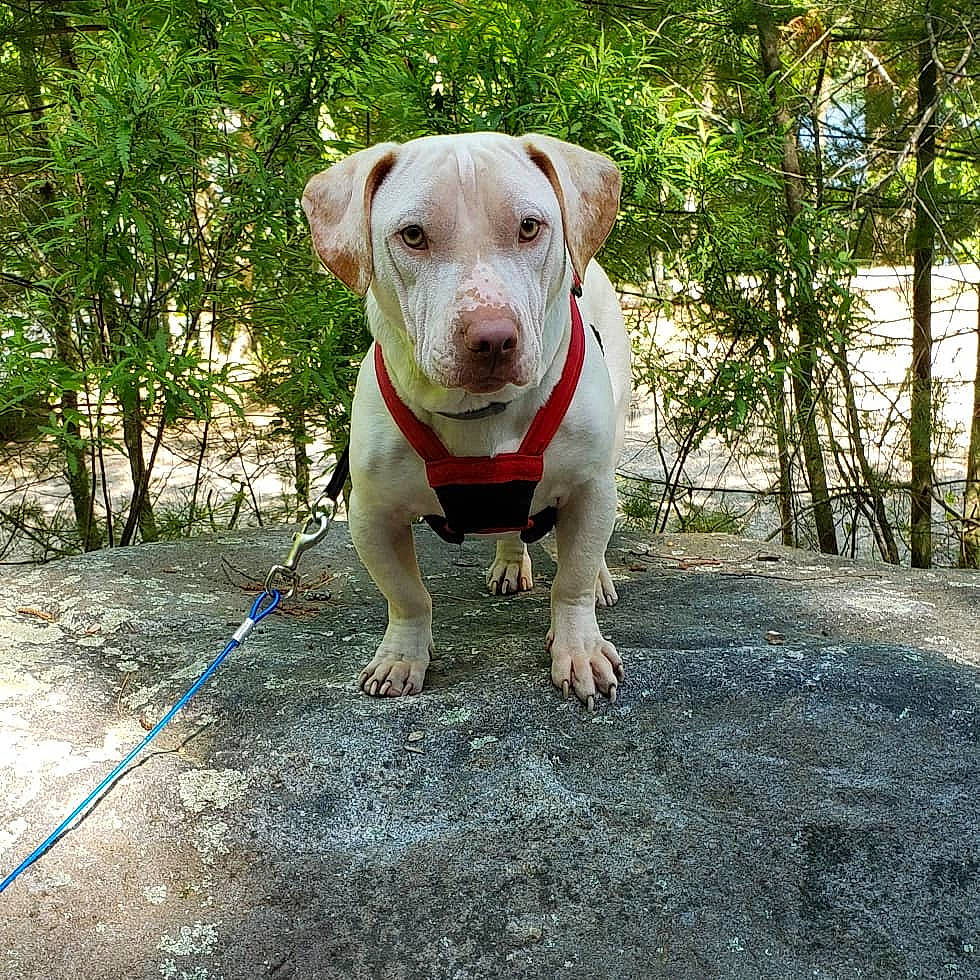 Jonah is registered to the contest to win money with this photo: adventure, american_bulldog, american_pit_bull_terrier, canidae, carnivore, catahoula_bulldog, companion_dog, dog, dog_breed, fawn, hunting_dog, mammal, non_sporting_group, pit_bull, puppy, rare_breed_dog, sporting_group, vertebrate