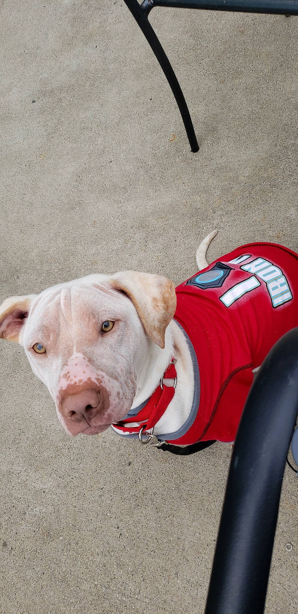 Jonah is registered to the contest to win money with this photo: american_bulldog, american_pit_bull_terrier, american_staffordshire_terrier, canidae, carnivore, dog, dog_breed, ear, fawn, leash, non_sporting_group, nose, pit_bull, snout, sporting_group, vehicle