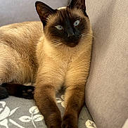 Tokyo a rejoint le concours — aidez-le/la à gagner de superbes lots ! cat, siamese_cat, blue_eyes, paws, feline, pet, indoor, blanket, couch, fur, closeup, relaxed, animal, whiskers, face, ears, sitting, soft, cozy, portrait