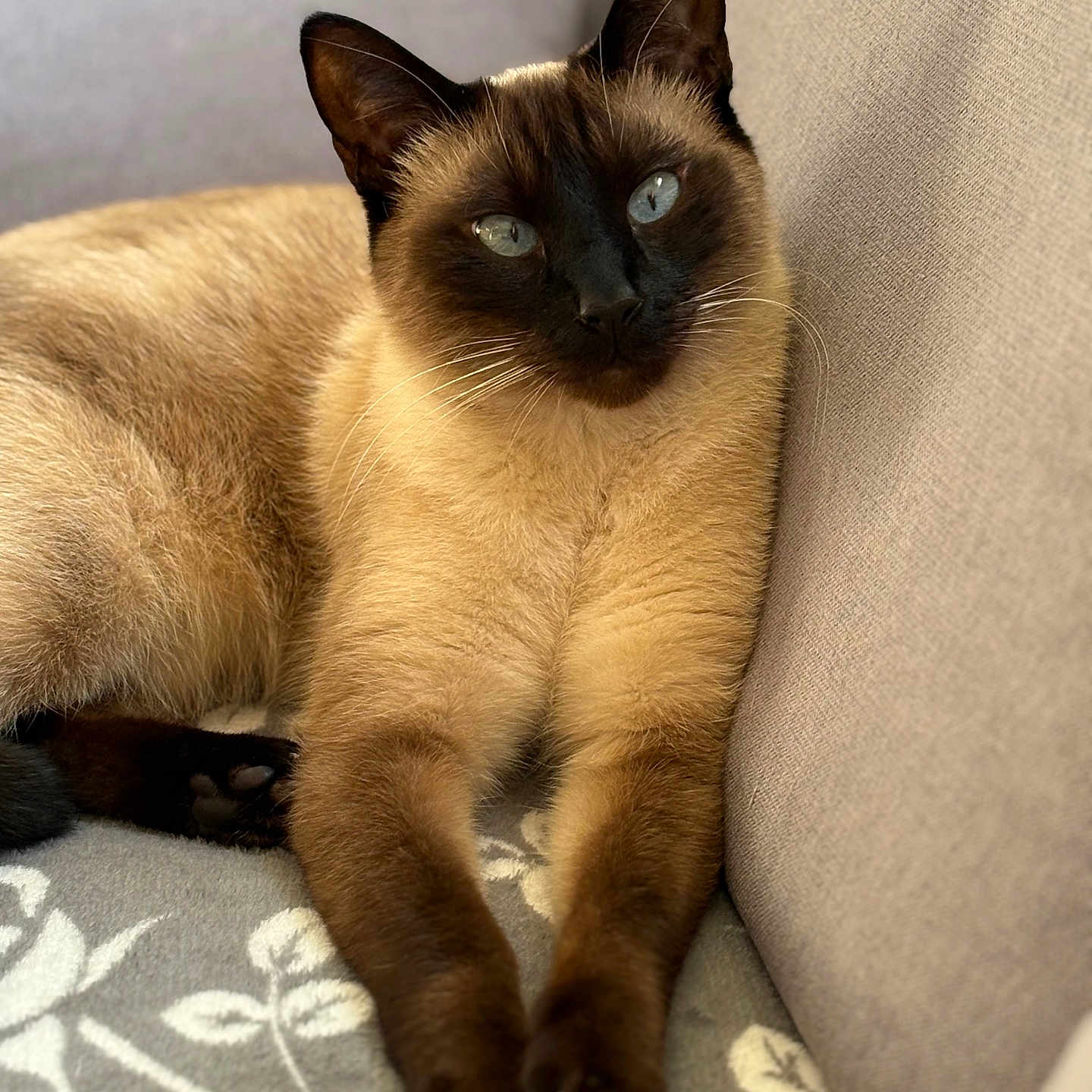Tokyo a rejoint le concours — aidez-le/la à gagner de superbes lots ! animal, blanket, blue_eyes, cat, closeup, couch, cozy, ears, face, feline, fur, indoor, paws, pet, portrait, relaxed, siamese_cat, sitting, soft, whiskers