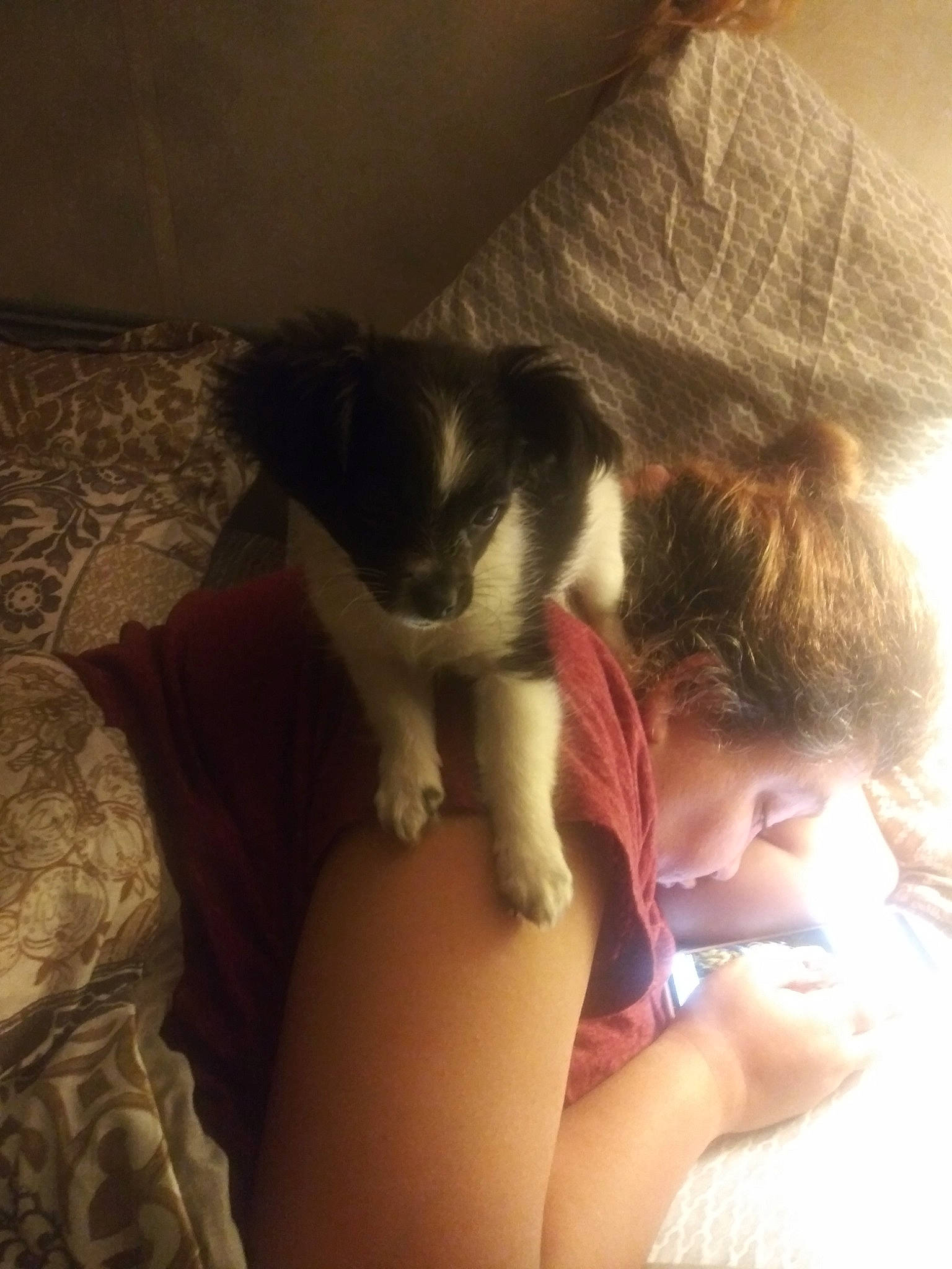 Checkers is registered to the contest to win money with this photo: canidae, carnivore, companion_dog, dog, dog_breed, ear, fawn, hand, leg, non_sporting_group, nose, puppy, puppy_love, shih_tzu, skin, sporting_group, toy_dog