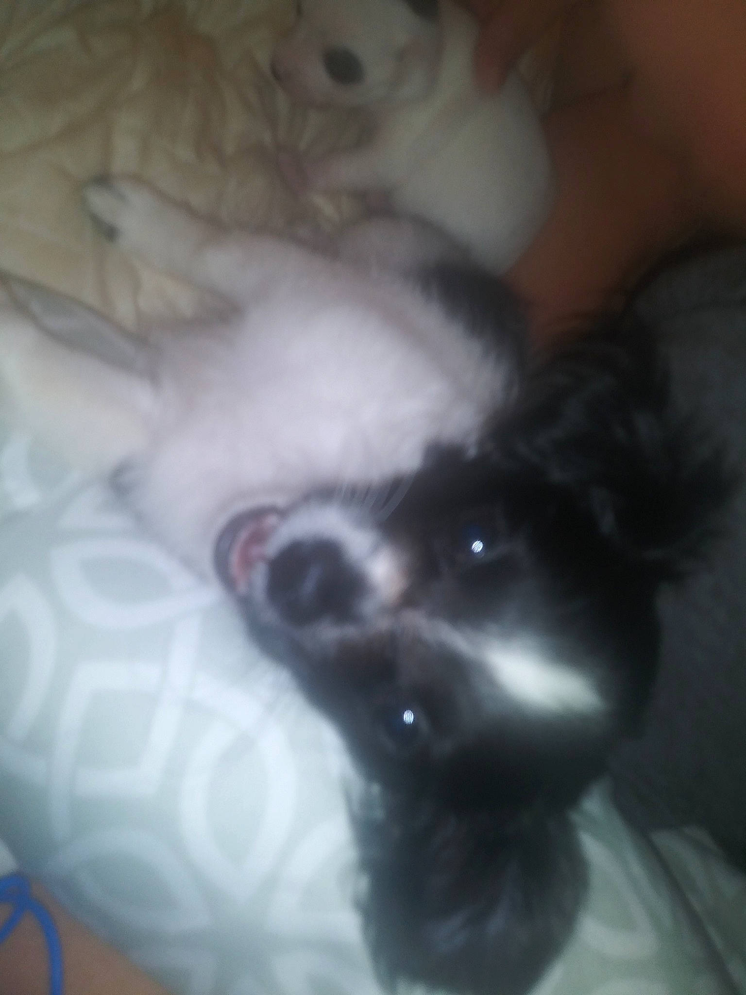 Checkers is registered to the contest to win money with this photo: canidae, carnivore, companion_dog, dog, dog_breed, ear, non_sporting_group, nose, puppy, shih_tzu, toy_dog