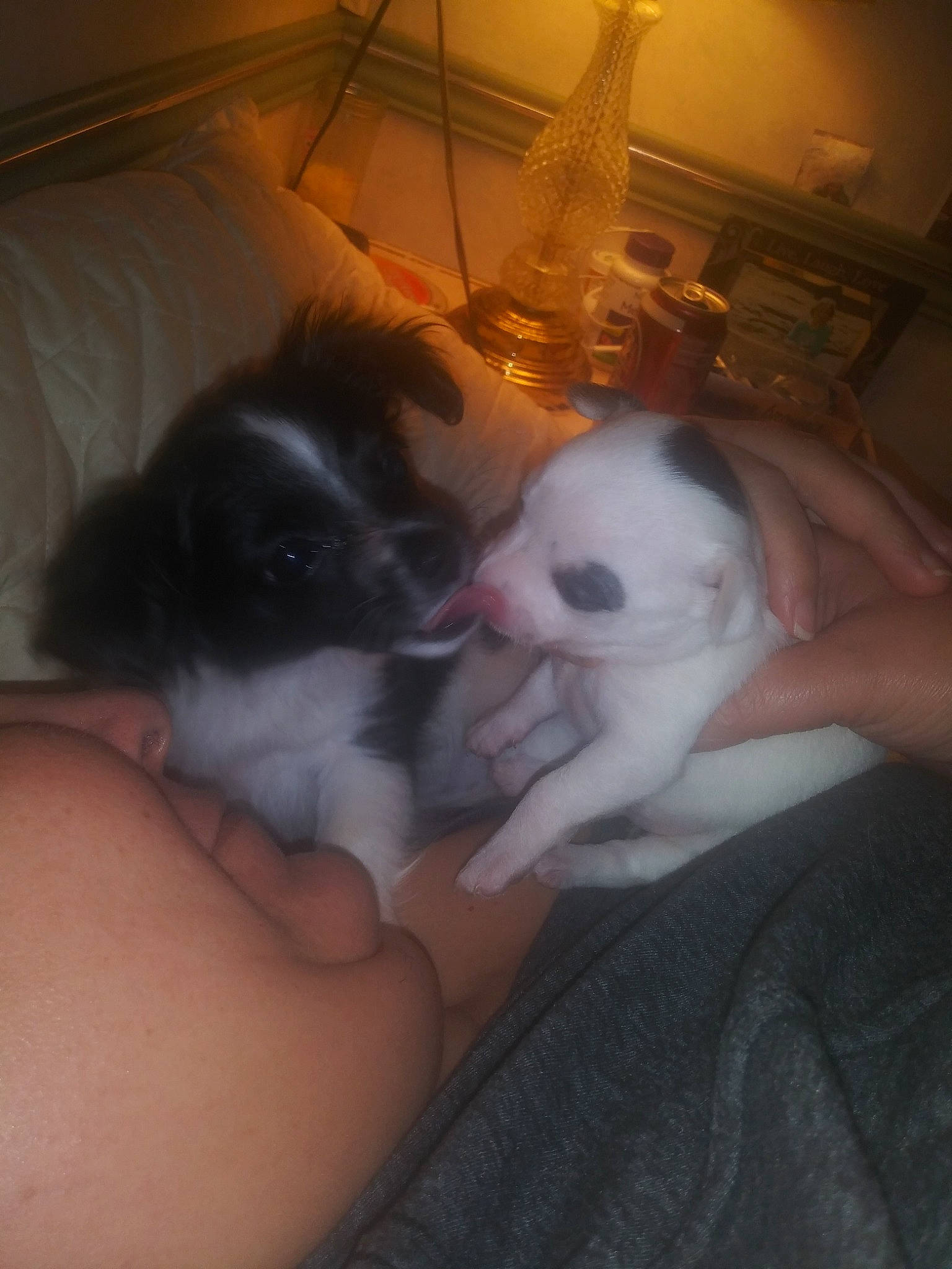 Patch is registered to the contest to win money with this photo: canidae, carnivore, companion_dog, dog, dog_breed, fawn, japanese_chin, mammal, non_sporting_group, puppy, shih_tzu, sporting_group, toy_dog, vertebrate