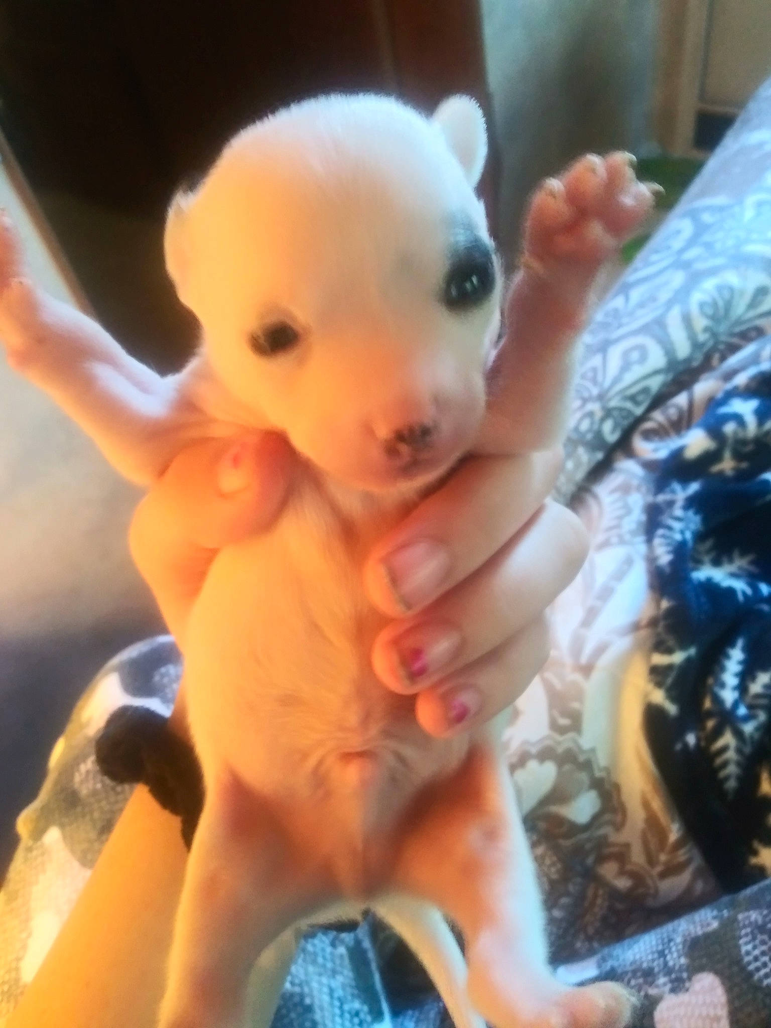 Patch is registered to the contest to win money with this photo: canidae, child, ear, fawn, nose, selfie, stuffed_toy, toy