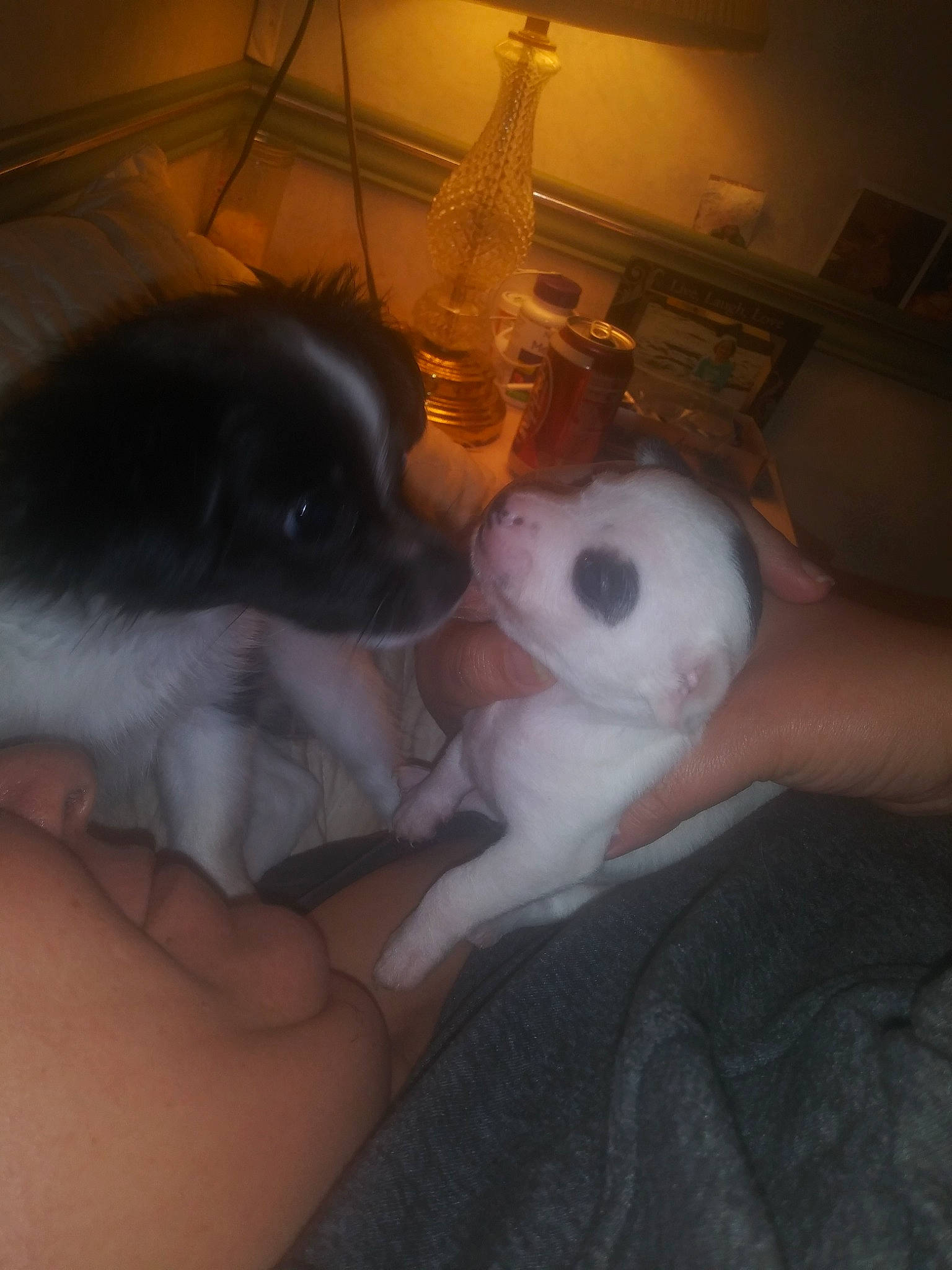 Patch joined the competition — help win amazing prizes! canidae, carnivore, companion_dog, dog, dog_breed, nose, puppy, puppy_love, snout, toy_dog