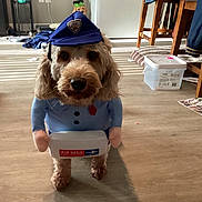 Honeybear joined the competition — help win amazing prizes! dog, costume, indoor, wooden_floor, plush, mail_carrier, blue_uniform, hat, pet, animal, figurine, frankenstein_hat, appliance, table, chair, clothing, toy, light, shadow, floor