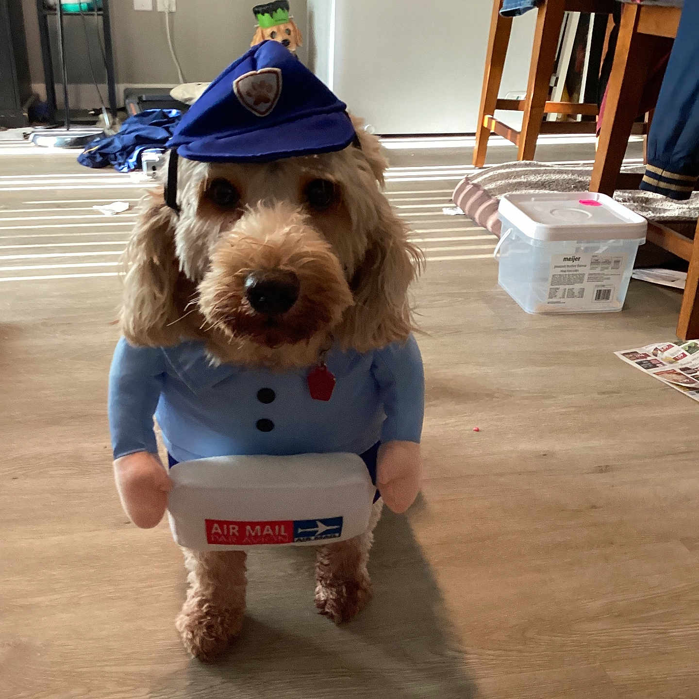 Honeybear joined the competition — help win amazing prizes! animal, appliance, blue_uniform, chair, clothing, costume, dog, figurine, floor, frankenstein_hat, hat, indoor, light, mail_carrier, pet, plush, shadow, table, toy, wooden_floor
