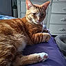 Charlie is registered to the contest to win money with this photo: cat, orange_cat, tabby, pet, animal, feline, whiskers, green_eyes, pink_nose, paws, fur, striped_fur, lying_down, relaxed, indoor, bedroom, blanket, dresser, pet_bed, portrait