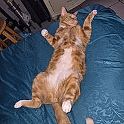 Charlie joined the competition — help win amazing prizes! cat, orange_cat, tabby, white_paws, lying_down, belly_up, raised_paws, curled_tail, pet, feline, bed, bedspread, blue_blanket, bedroom, indoors, furniture, dresser, luggage, relaxed, funny_pose