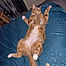 cat, orange_cat, tabby, white_paws, lying_down, belly_up, raised_paws, curled_tail, pet, feline, bed, bedspread, blue_blanket, bedroom, indoors, furniture, dresser, luggage, relaxed, funny_pose