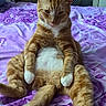 Charlie is registered to the contest to win money with this photo: cat, orange_cat, tabby, white_chest, white_paws, animal, pet, sitting, bed, bedroom, purple_bedding, floral_pattern, rose_pattern, indoor, portrait, front_view, relaxed, serious_expression, whiskers, long_legs