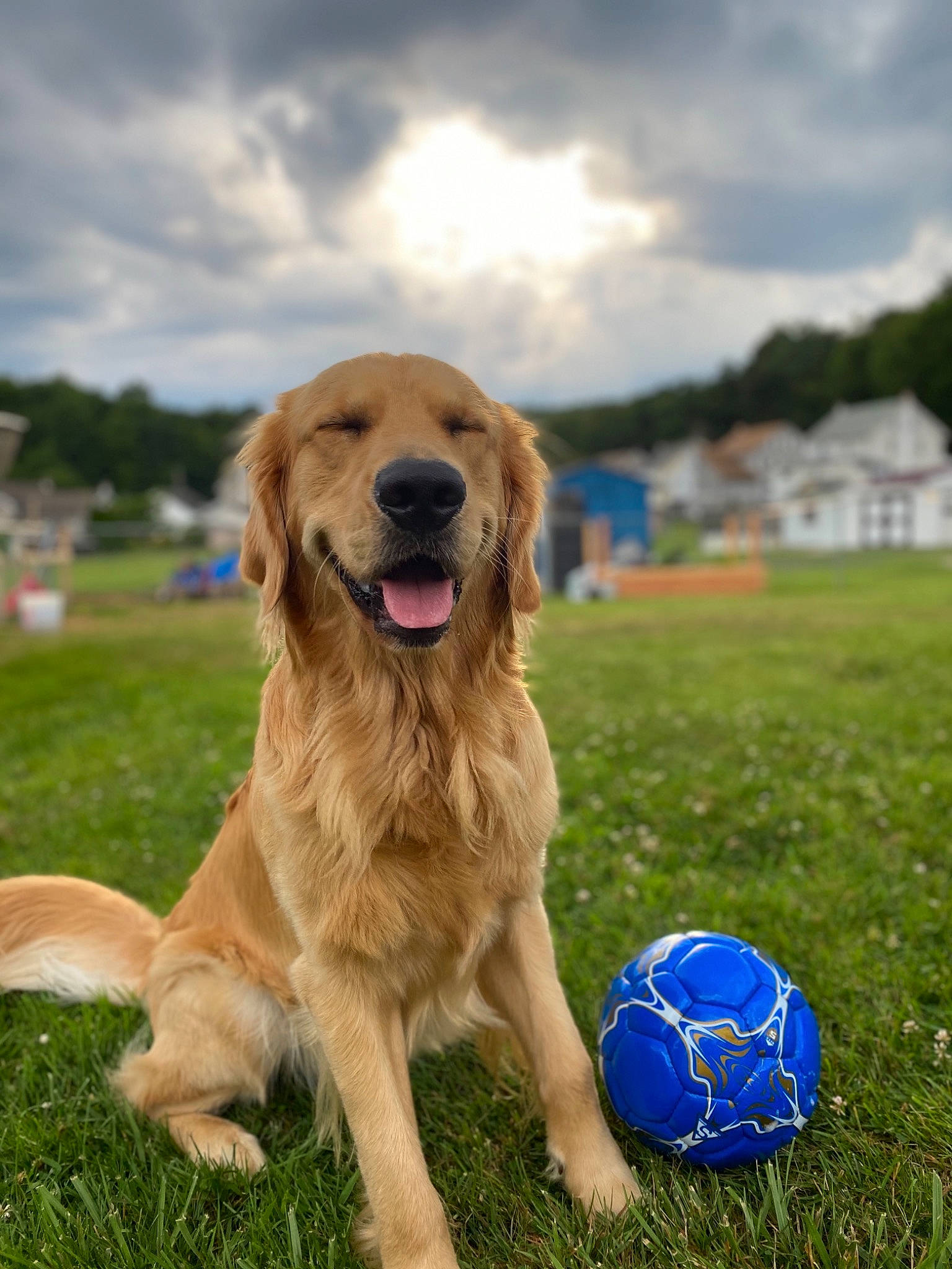 Bojack is registered to the contest to win money with this photo: ball, canidae, carnivore, companion_dog, dog, dog_breed, dog_toy, golden_retriever, grass, hovawart, mammal, nova_scotia_duck_tolling_retriever, retriever, snout, sporting_group, tennis_ball, vertebrate