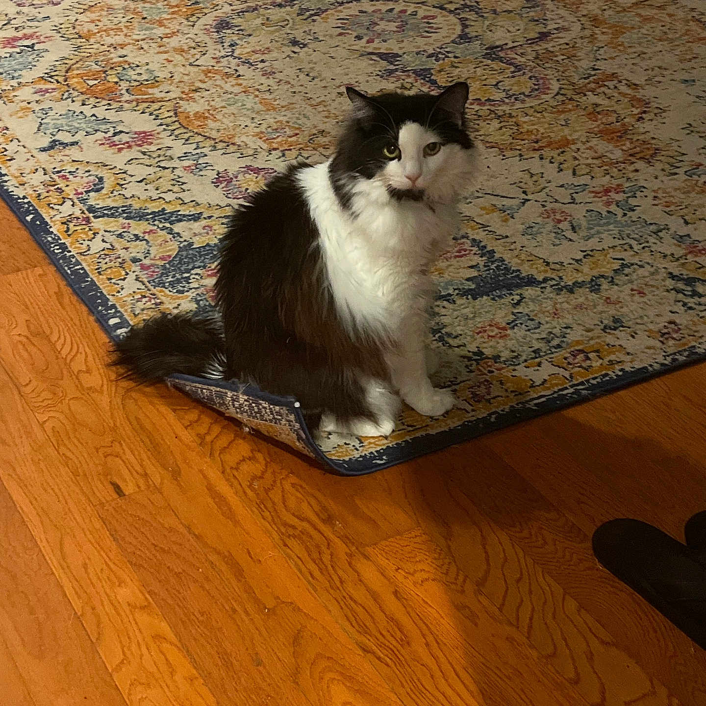 Jeffersen is registered to the contest to win money with this photo: animal, black_and_white, cat, curled_rug_edge, cute, domestic_cat, ears, flooring, fluffy, fur, home, indoor, living_room, patterned_rug, pet, rug, sitting, tail, whiskers, wooden_floor